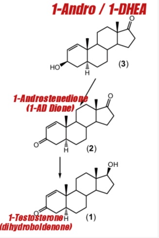 pro hormones 1-andro