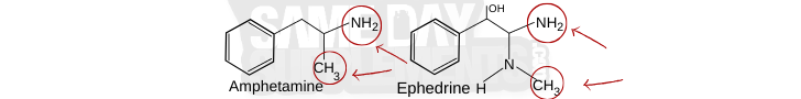ephedra vs amphetamine
