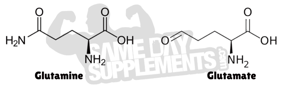 Glutamine VS Glutamate Structure