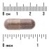 Swanson Shatavari Root Extract Capsule Size