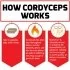 Force Factor Cordyceps How It Works Image