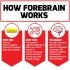 Force Factor Forebrain How It Works Image